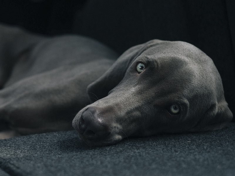 Dog Laying on Carpet